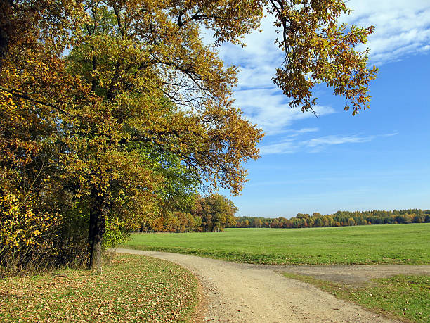 single lane road with colorful oak tree in autumn time. in background pince tee forest and meadow field.