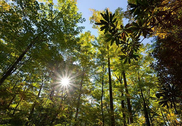 forest de soleil - great smoky mountains flash photos et images de collection