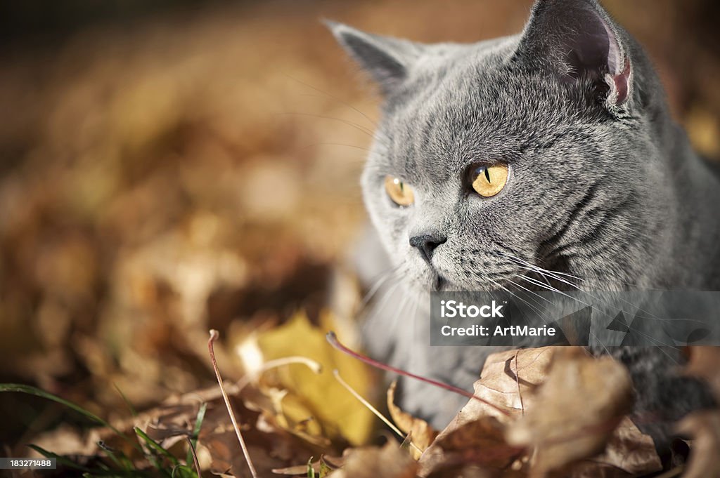 Adorable chat oudoors - Photo de Animaux de compagnie libre de droits