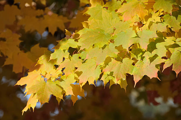 istock Autumn Maple in Michigan 183271550