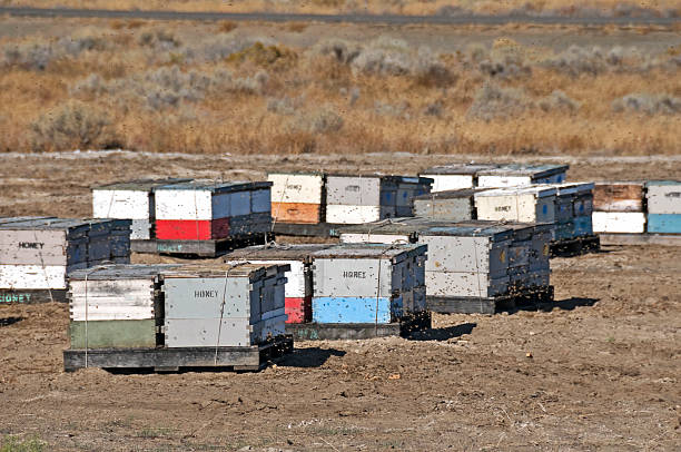istock Honey bees swarming around wooden hives 183271808