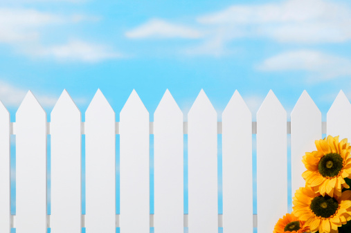White picket fence and beautiful cloud filled sky punctuated with sunflowers. Tighter crop of  file#1203097