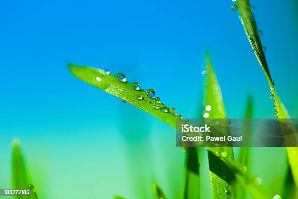 Gotículas De Água Em Relva - Fotografias de stock e mais imagens de Ampliação - Ampliação, Antioxidante, Chuva