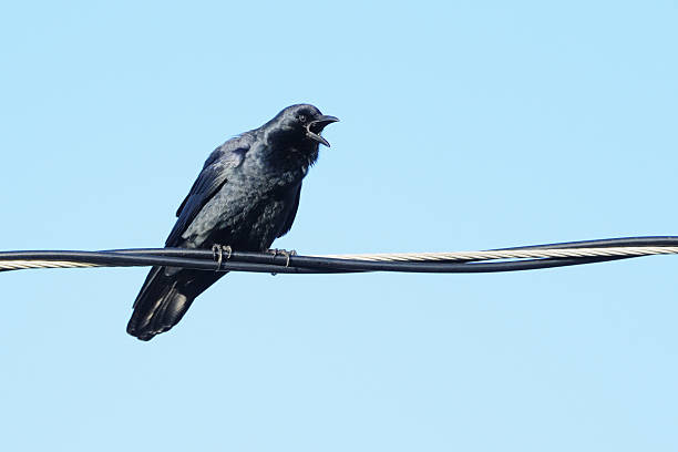 Fish Crow (Corvus ossifragus) on a wire calling A Fish Crow on a wire (Corvus ossifragus) . It's mouth is wide open as it calls. fish crow stock pictures, royalty-free photos & images