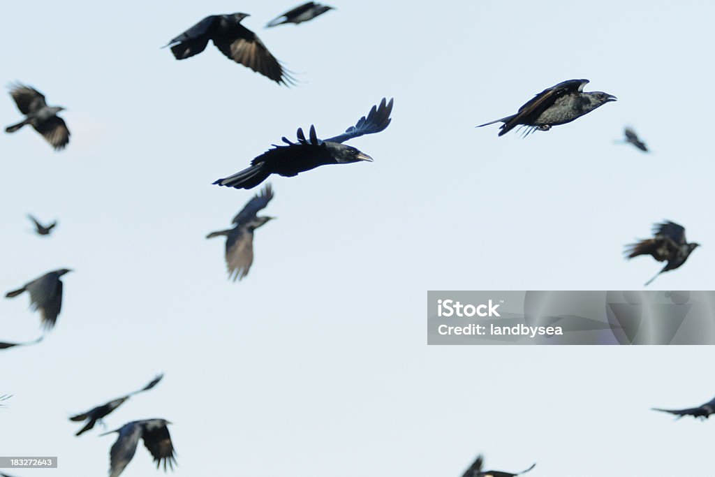 Stormo di Corvi di (Corvus ossifragus) volante - Foto stock royalty-free di Ala di animale