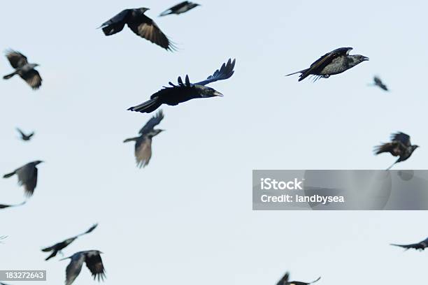 Stormo Di Corvi Di Volante - Fotografie stock e altre immagini di Ala di animale - Ala di animale, Animale, Composizione orizzontale