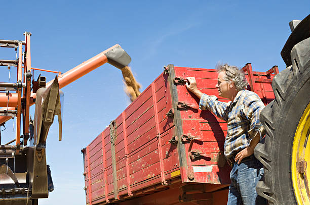 istock Farmer Watching The Harvest Coming In 183272658