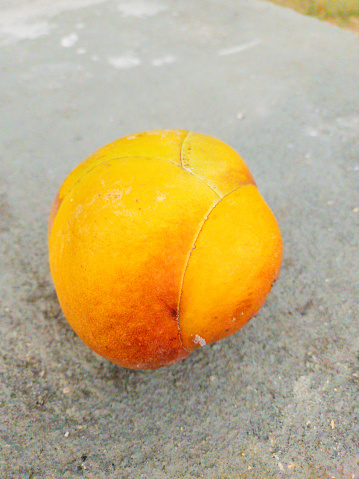 fruit known as elephant apple in a square in Rio de Janeiro Brazil.