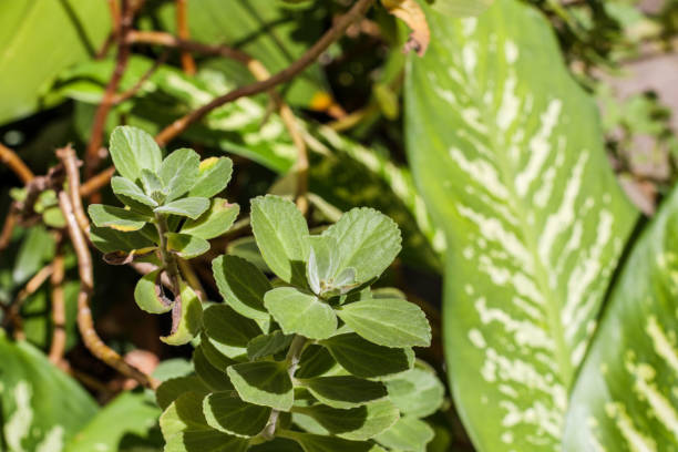 istock Boldo leaves in a garden in Rio de Janeiro. 1832729208