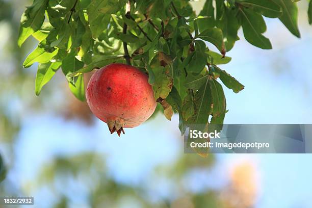 Granado Foto de stock y más banco de imágenes de Granado - Granado, Majestuoso, Agricultura