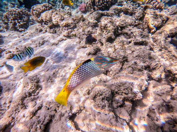 Checkerboard wrasse (Halichoeres hortulanus) at the Red Sea coral reef. Tropical Checkerboard wrasse known as Halichoeres hortulanus underwater on sand sea ​​bottom at the coral reef. Underwater life of reef with corals and tropical fish. Coral Reef at the Red Sea, Egypt. halichoeres hortulanus stock pictures, royalty-free photos & images