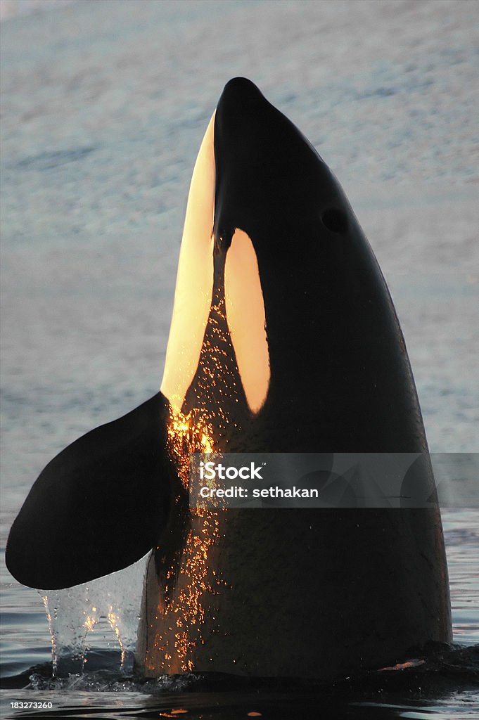 spyhop la luz - Foto de stock de Ballena orca libre de derechos