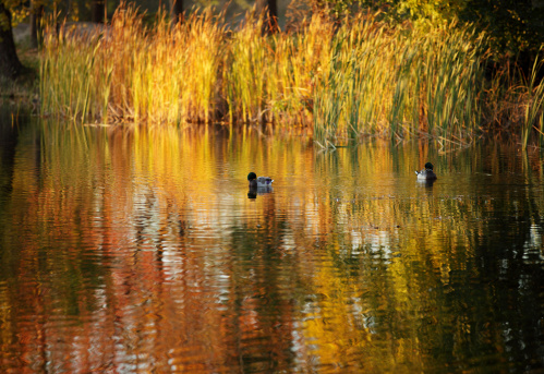 Two Ducks on lake with fall foliage reflected in water and reeds