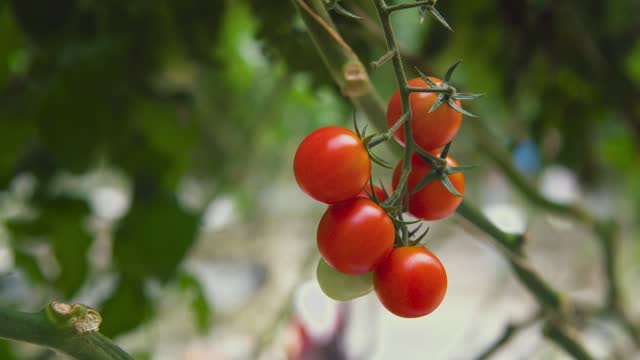 Tomato vine with red cherry tomatoes close-up. Vegetable bush in a greenhouse