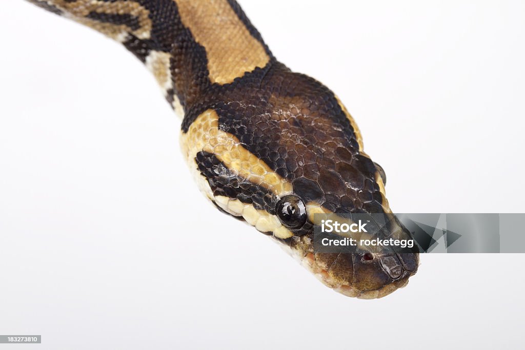Python Face Stock Photo - Download Image Now - Animal, Animal Body Part ...