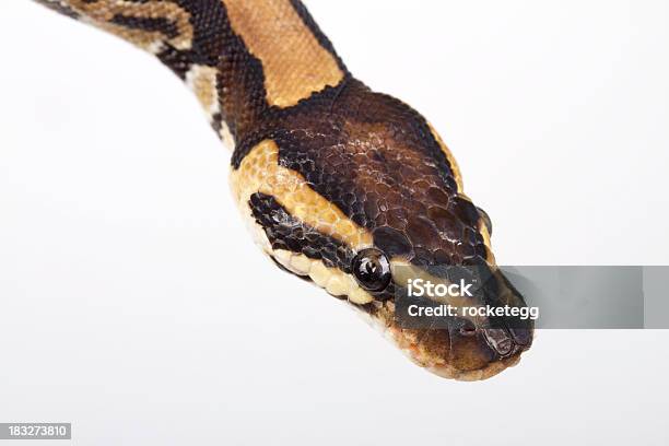 Python Face Stock Photo - Download Image Now - Animal, Animal Body Part, Animal Eye