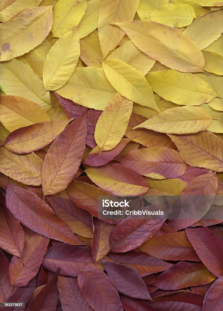 가을 낙엽 레드 오랑주 옐로우 기울기 배경기술 - 로열티 프리 0명 스톡 사진