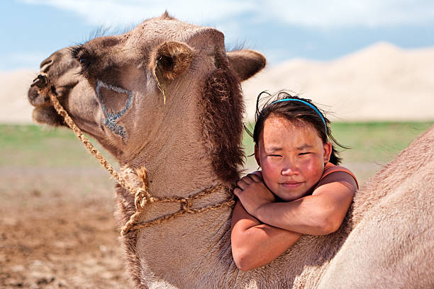 Closeup of a Double humped Camels in Sand dunes of Nubra Valley