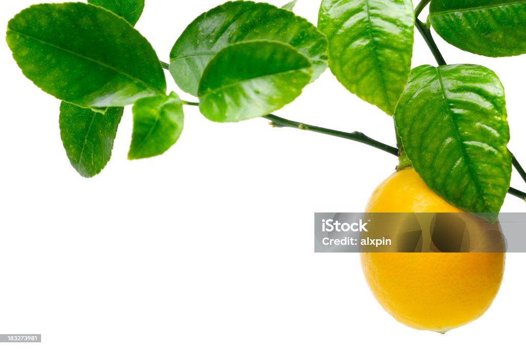 Zitrone-Baum - Lizenzfrei Zitronenbaum Stock-Foto