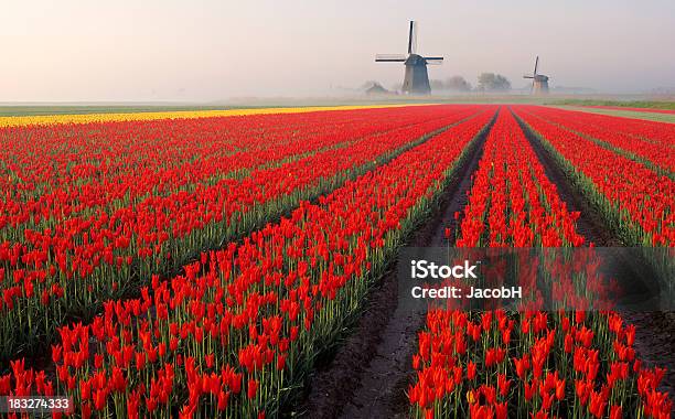 Rosso Tulipani E Mulini A Vento - Fotografie stock e altre immagini di Mulino a vento - Mulino a vento, Tempo - Concetto, Tulipano