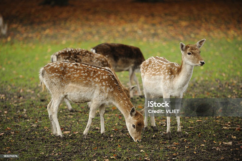 Deer Related pictures: Roe Deer Stock Photo