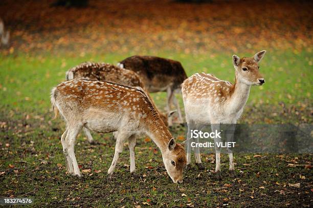 Deer Stock Photo - Download Image Now - Roe Deer, Animal, Color Image