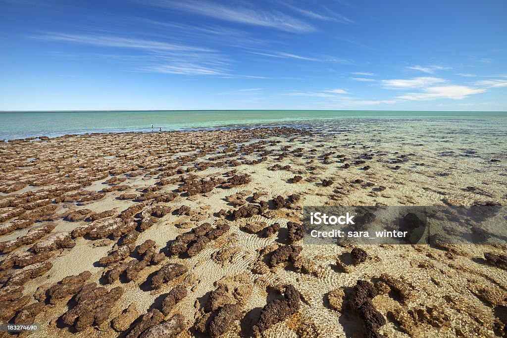 Stromatolites growing at Hamelin Pool, Shark Bay, Western Australia "Stromatolites growing at Hamelin Pool, Shark Bay, Western Australia." Stromatolite Stock Photo