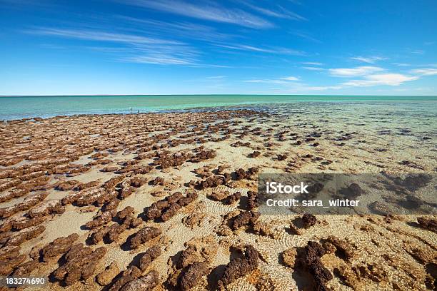 Stromatolites Growing At Hamelin Pool Shark Bay Western Australia Stock Photo - Download Image Now