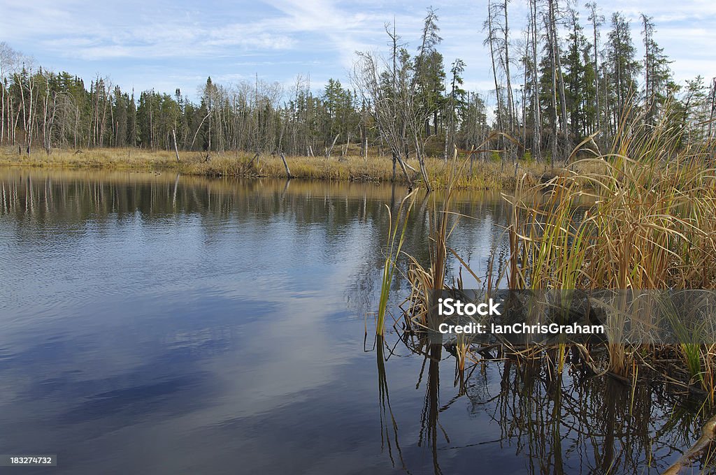 Étang de Whiteshell - Photo de Arbre libre de droits