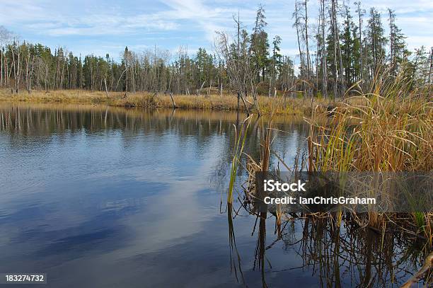 Photo libre de droit de Étang De Whiteshell banque d'images et plus d'images libres de droit de Arbre - Arbre, Arbre à feuilles persistantes, Automne