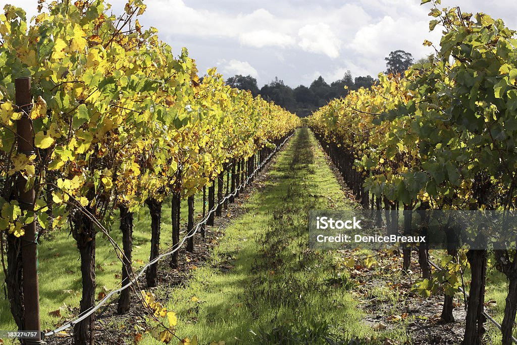 Калифорния Виноградник - Стоковые фото Без людей роялти-фри
