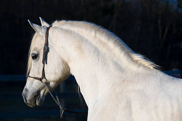 馬アゲインストブラックを背景に、白のアラビアスタリオン - horse arabian horse arabia white ストックフォトと画像
