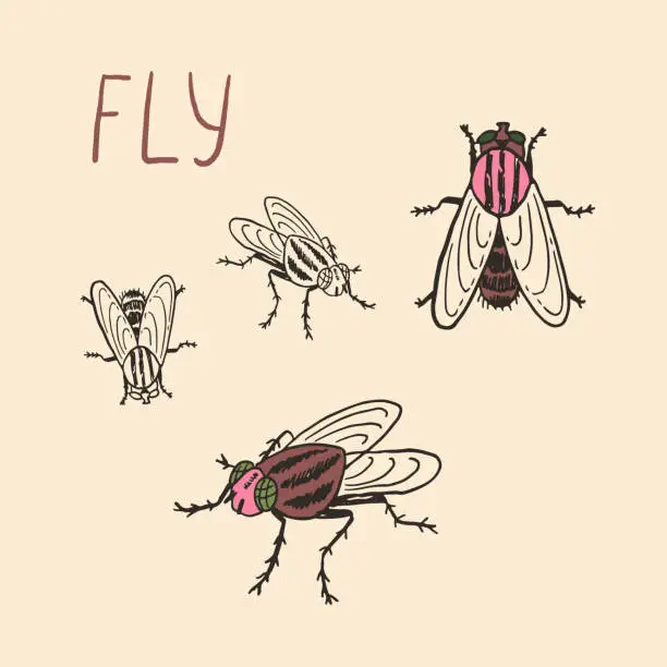 Vector illustration of Fruit fly set. Vector hand drawn doodle illustration.