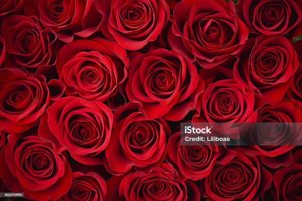 Fondo de rosas rojas - Foto de stock de Rosa - Flor libre de derechos