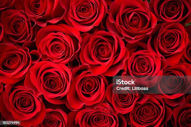 Fondo De Rosas Rojas Foto de stock y más banco de imágenes de Rosa - Flor - Rosa - Flor, Rojo, Fondos