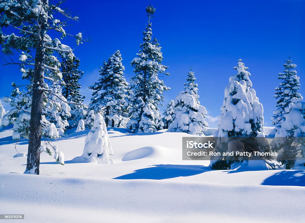 Nieve Laden pinos - Foto de stock de Aire libre libre de derechos