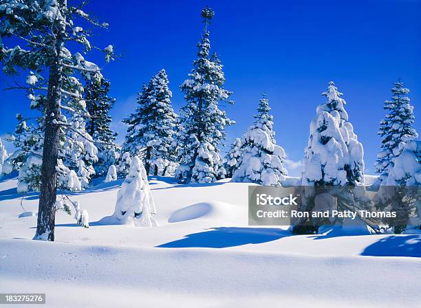 Neve Em Carga Árvores De Pinho - Fotografias de stock e mais imagens de Ao Ar Livre - Ao Ar Livre, Azul, Beleza natural