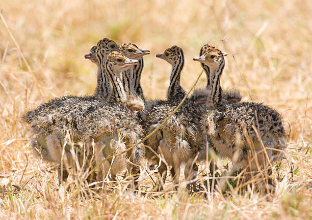Ostrich Chicks stock photo