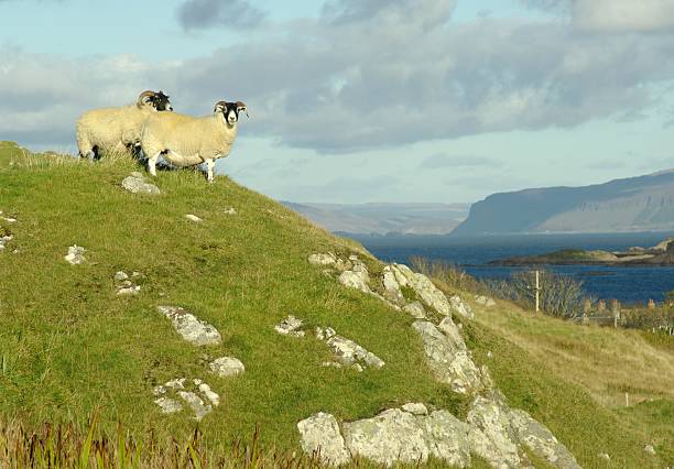 istock two sheep on a hill - Scottish island 183275643