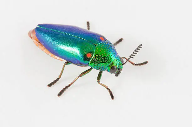 Photo of jewel beetle
