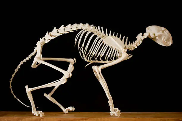 Skeleton of a cat in a walking pose against a black background.