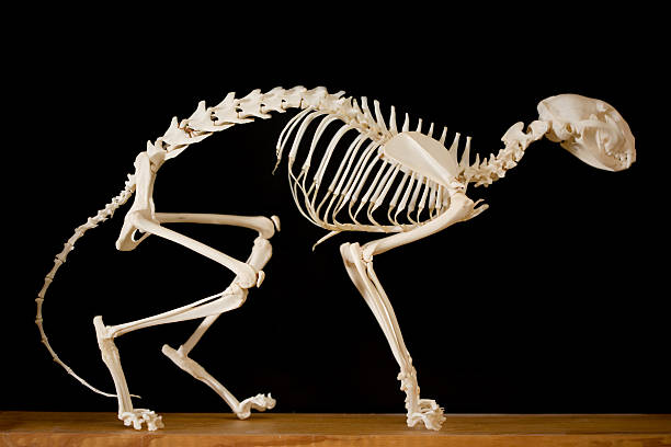 кошка скелет - animal skull animal bone anatomy animal стоковые фото и изображения