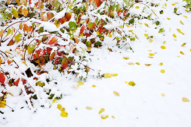 istock Autumn leaves and snow 183275845