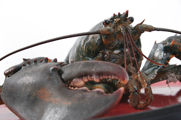 lagosta ao vivo - cape rock lobster - fotografias e filmes do acervo