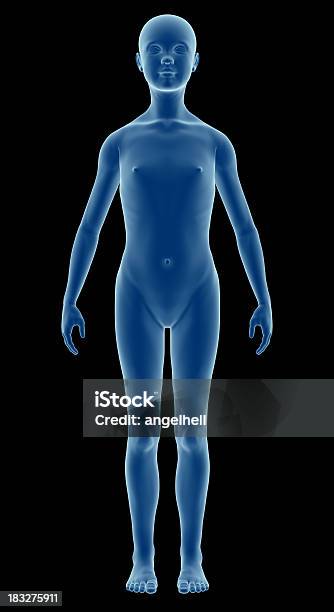 Foto de Corpo Humano De Uma Criança Para Estudar Modelo Menina e mais fotos de stock de Anatomia