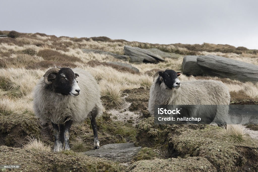 Due pecore nel Peak District - Foto stock royalty-free di Ovino