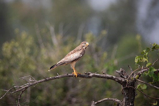 White eyed buzzard perched on a branch