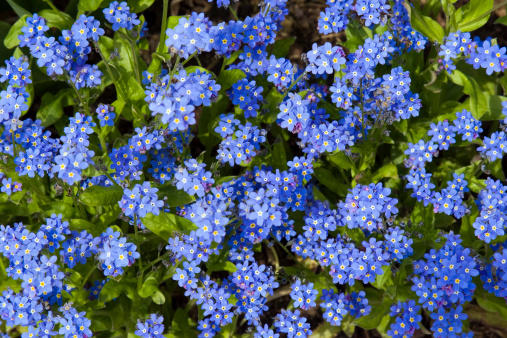 Pretty blue forget-me-not (myosotis) abstract