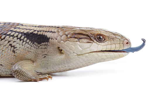 Eastern Blue Tongue Lizard (Tiliqua Scincoides) isolated on a plain white background.