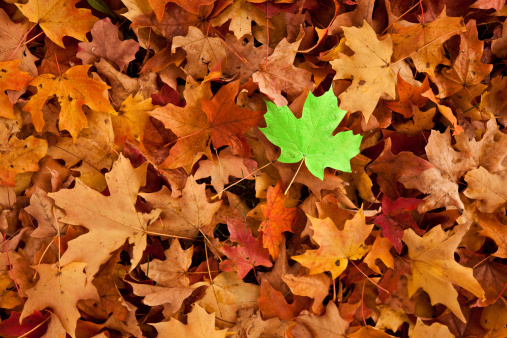 A green leaf stands out among the yellow and red fall leaves.